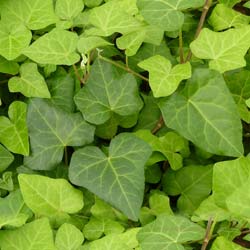 Hedera algerian Bellecour